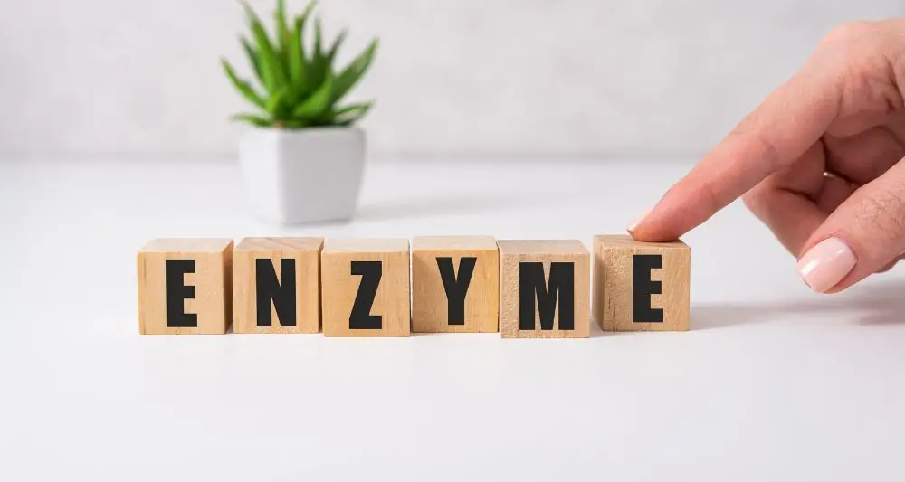 ENZYME word made with building blocks with hand